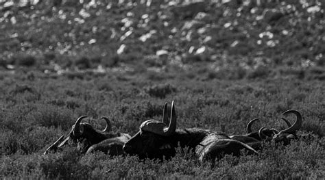 Herd Of Cape Buffalo Lazing About During The Summer In Beautiful South