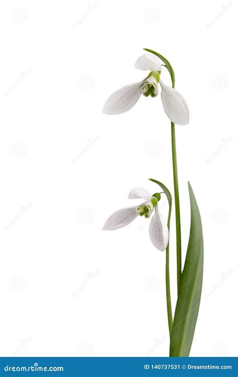 Snowdrops Isolated On A White Background Stock Image Image Of