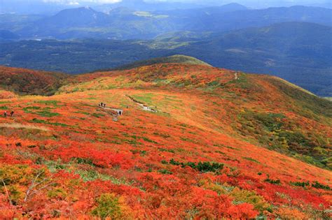 真っ赤な絨毯 栗駒山 みんなの写真館 ヤマケイオンライン Yamakei Online 山と溪谷社