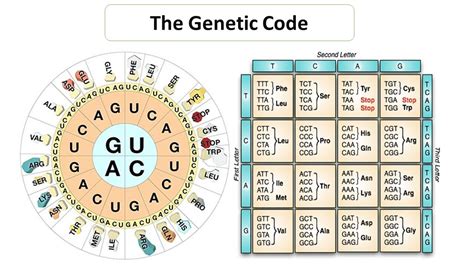 Salient features of genetic code - Microbiology Notes