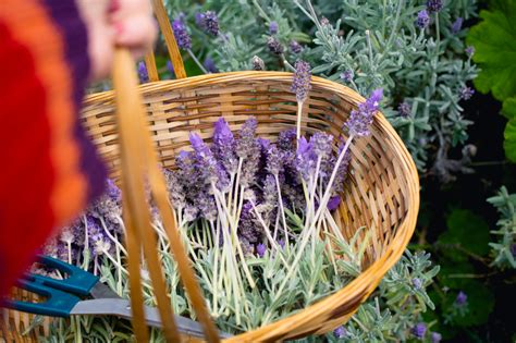 Lavender Benefits for Health, From a Dietitian | Well+Good