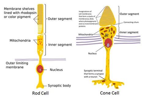 What Is Rod And Cone Cell Cone Cell Cell Diagram Education Poster