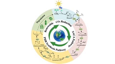 CO 2 为原料合成PHB途径设计