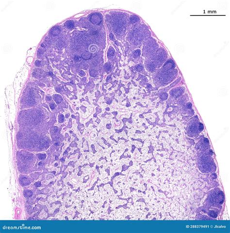 Lymph Node Histology Labeled