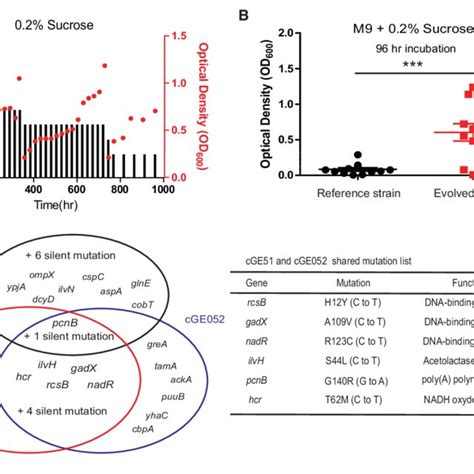 Evolution Of Sucrose Utilization In E Coli A Evolutionary Trajectory