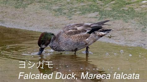 ヨシガモ Falcated Duck Mareca falcata and Eurasian wigeon Anas Penelope