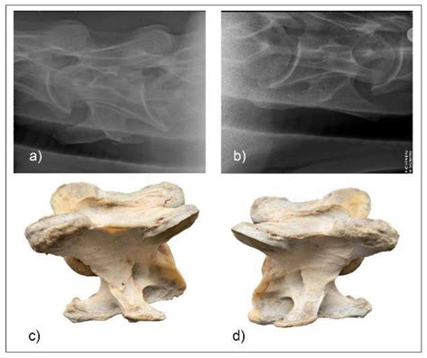 Animals Free Full Text A Radiographic Technique For Assessment Of