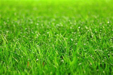 Green grass | EnviroSpray