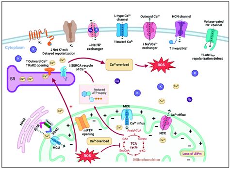 Holistic Overview Of Sarcolemmal And Intracellular Ion Balances In