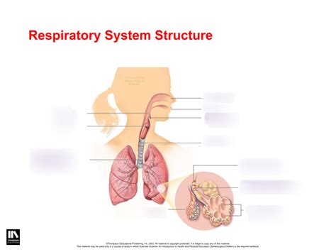 Chapter Respiratory System Structure Diagram Quizlet