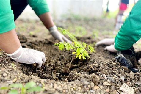 Las Pinas CENRO Conducts Tree Planting Activity