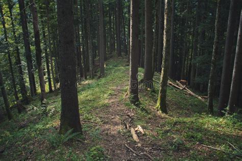 Forest ridge stock photo. Image of sunlight, wood, trees - 84137154