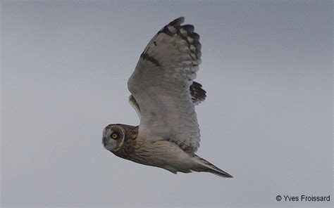 Hibou Des Marais La Zps Natura Champeigne