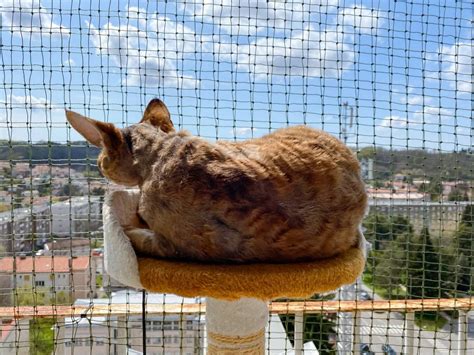 Redes De Protecci N Para Gatos Son Necesarias Consejos Para