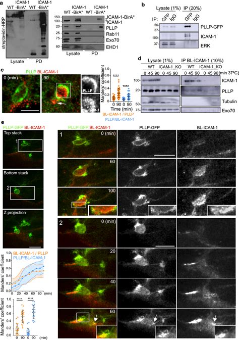 Icam 1 Associates With Pllp During The Basolateral To Apical Download Scientific Diagram