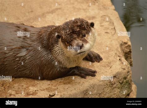 Cape Clawless Otter Stock Photo Alamy