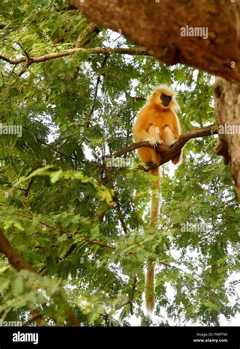 Gee S Golden Langur Golden Monkey An Old World Monkey Found In Assam