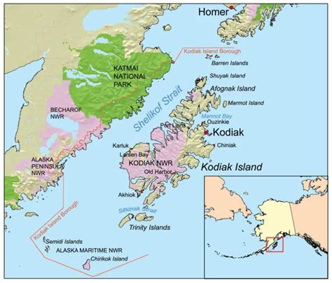 The Largest Kodiak Bear Ever Recorded And 16 Amazing Kodiak Bear Facts