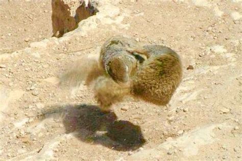 Kung Fu Squirrels | Kung fu, Kung fu fighting, Squirrel