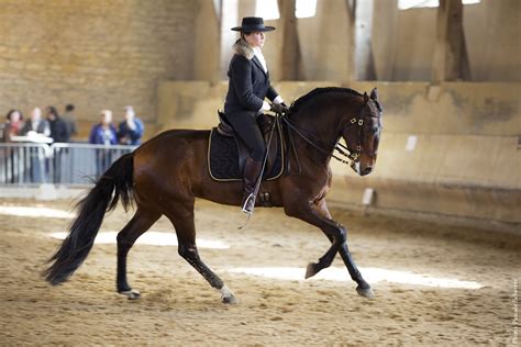 Lusitano Nilo des Frettes Working Equitation Equitation de Travail / dressage copyright Pascale ...