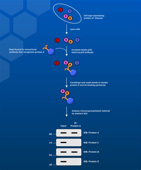 How To Read A Western Blot A Guide To Understanding Results