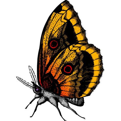 Butterfly in flame colors | Free SVG