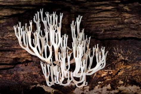 Crown Tipped Coral Fungus Or Crown Photograph By Bill Gozansky Fine