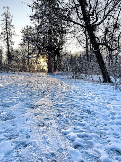 Free Photo | Winter forest early in the morning at sunrise