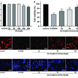 AS IV Improved SH SY5Y Cell Viability And Repaired Morphological