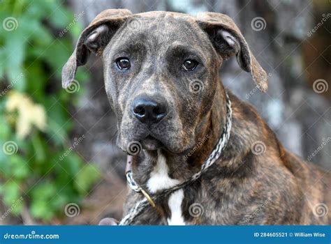 Young Brindle Plott Hound Mix Breed Dog Outside On Leash Stock Image