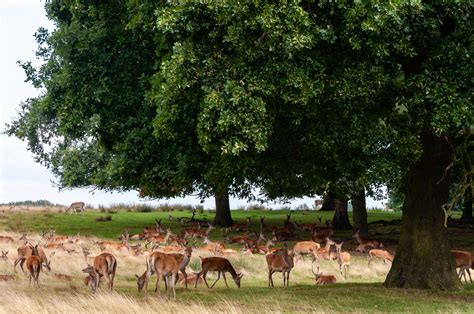 Deer at Tatton Park : r/britpics