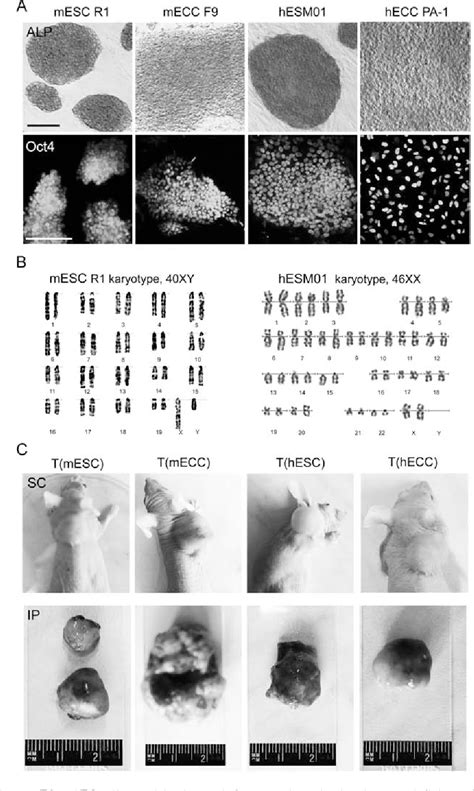 Figure From Development Of Experimental Tumors Formed By Mouse And