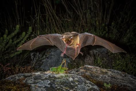 Home Merlin Tuttles Bat Conservation