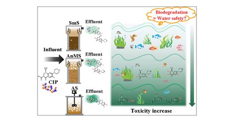 Unraveling The Toxicity Associated With Ciprofloxacin Biodegradation In