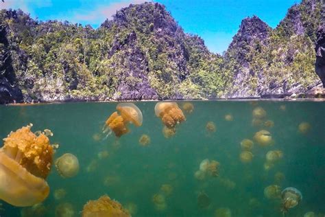 Paket Tour Raja Ampat 2 Hari 1 Malam Misool Doyan Jalan Indonesia