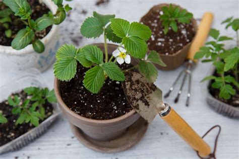 Aardbeien Op Het Balkon Instructies Voor Het Planten In Potten En