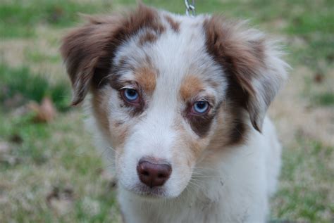 australian shepherd tri color blue eyes - Elvera Archer