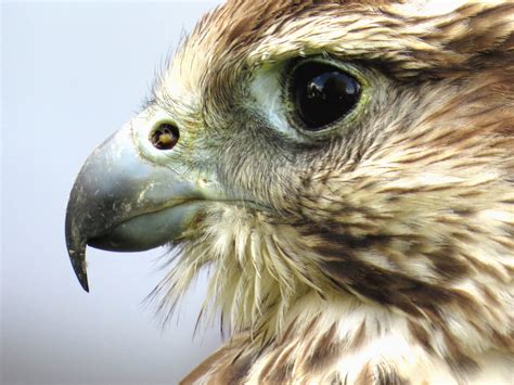 Kostenlose Bild: Schnabel, falke, feder, vogel, augen, tier