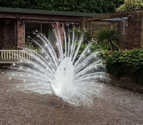 White Peacock Tail Free Photo On Pixabay Pixabay