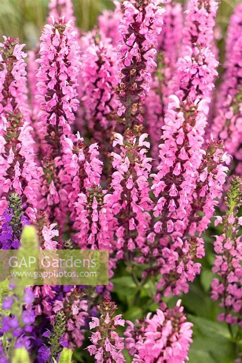 Salvia Edula Rose Im Stock Photo By Nova Photo Graphik Image