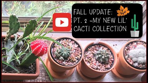 Fall Plant Update Part New Cacti Collection Fall Plants