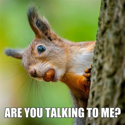 12 Funny Squirrel Memes to Make You Smile