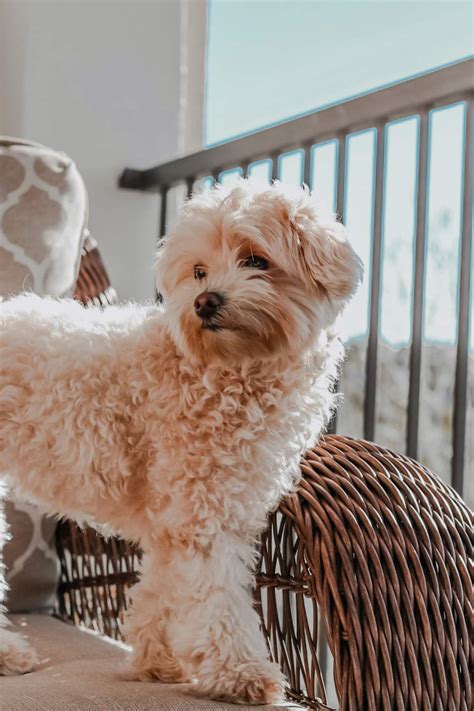 A Que Edad Dejan De Crecer Los Cachorros De Bichon