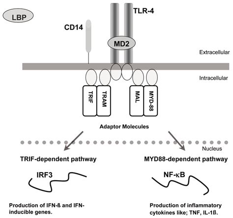 Schematic Overview Of The Lps Tlr4 Signaling Pathway Recognition Of