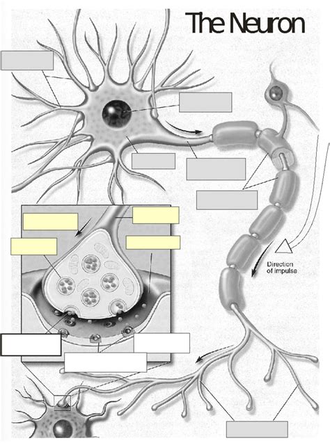 AP Psychology Neuron Diagram Diagram Quizlet