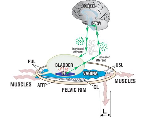 Inability Of The Opposite Muscle Forces To Support Stretch Receptors Is