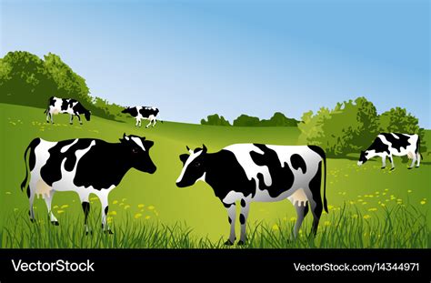 Black and white cows Royalty Free Vector Image