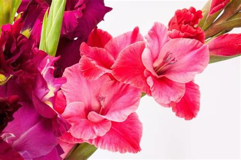 August Birth Flowers Gladiolus And Poppy The Old Farmers Almanac