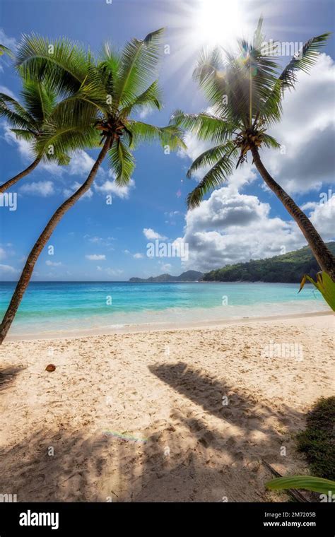 Sunny Tropical Beach With Coco Palms And The Turquoise Sea On Caribbean