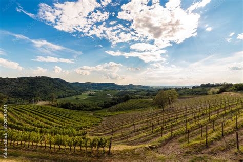 Foto Stock The Beautiful Vineyard Of Collio Friuli Venezia Giulia